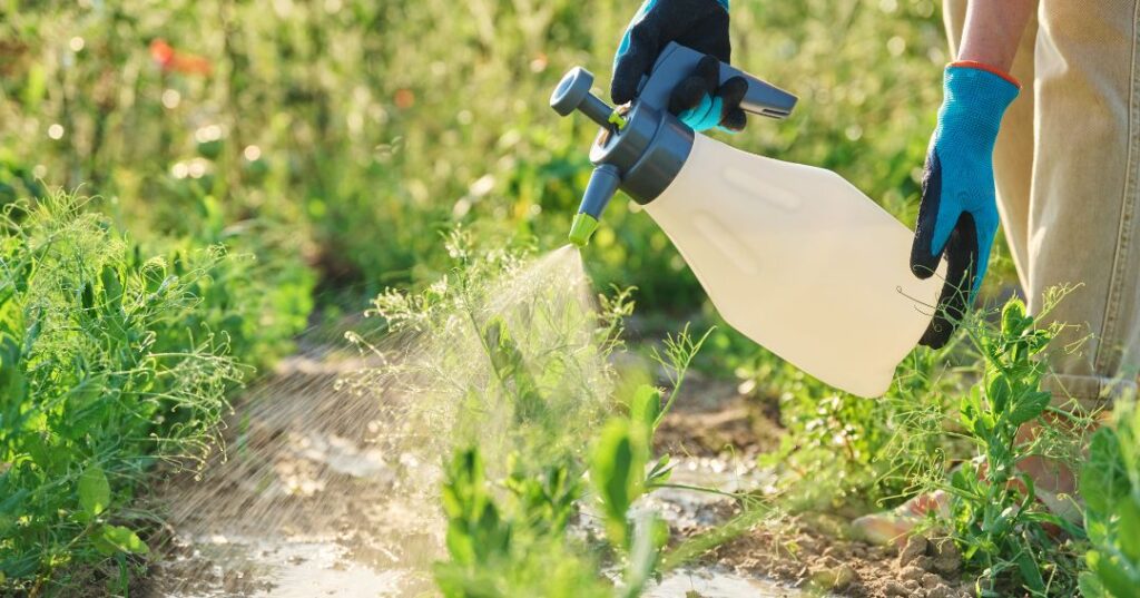 controle de pragas em Palmas