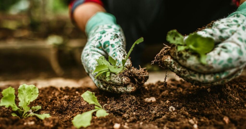 manutenção de jardins em Palmas